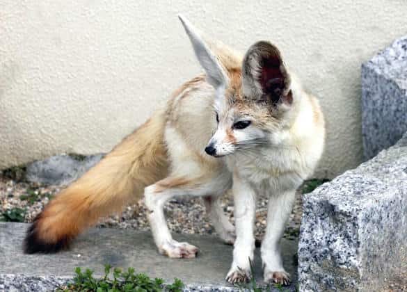 動物図鑑・フェネック